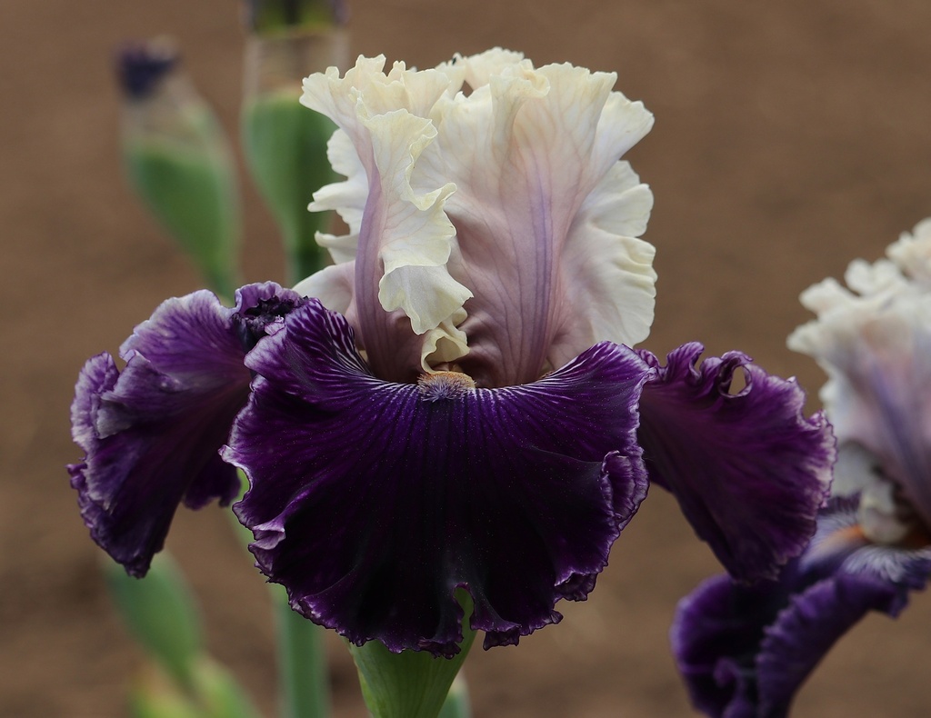 Big Flirt | Mid-America Garden